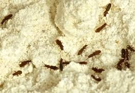 pantry pests fumigation services