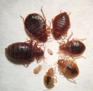 pest control services in Canada