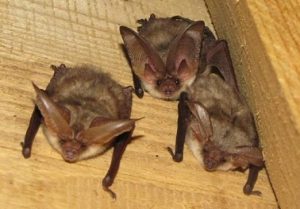 Prices of pest extermination services Prices of pest extermination services