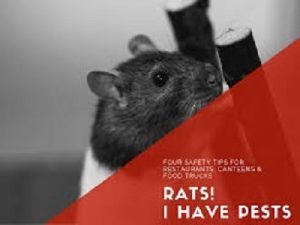 rats control in Nairobi Kenya