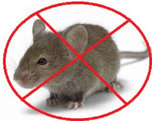 rats control services