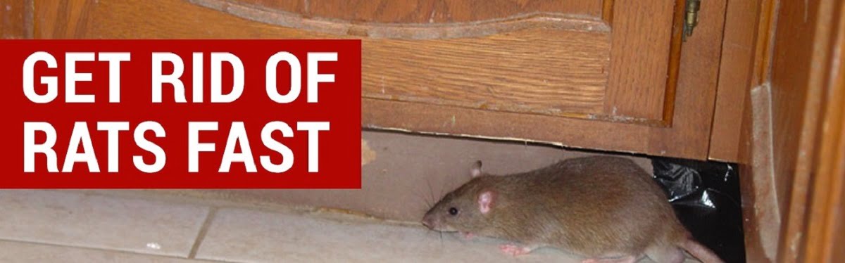 rats control services Kenya mice