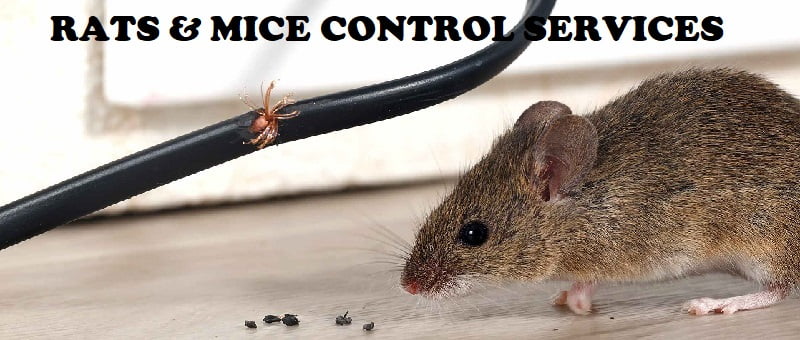 rats control services in Nairobi Kenya