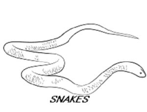 snakes control services