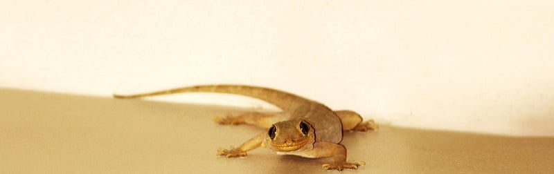 Snakes, geckos, lizards control services