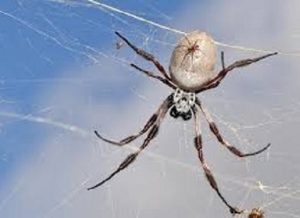 Spiders control services in Kenya