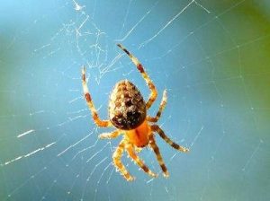 Spiders control in Nairobi Kenya