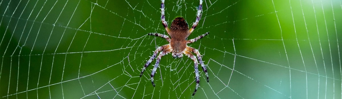 spiders control services in Nairobi Kenya.
