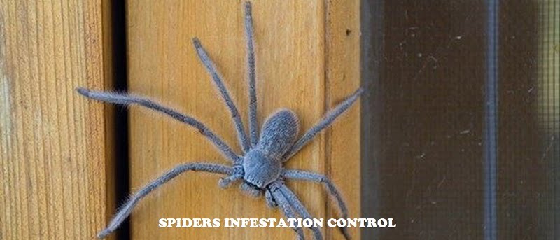 Spiders control services in Nairobi Kenya