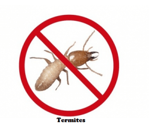 termites control