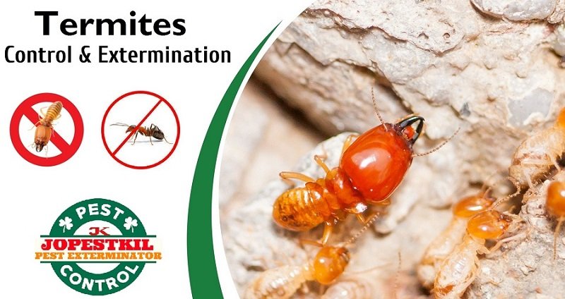 Termites control services in Kenya Termites control services in Kenya