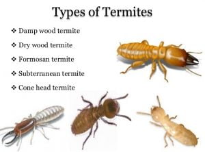 Termites control services Termites control services