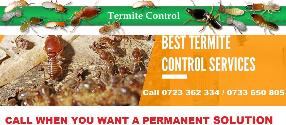 termites control services Nairobi Kenya