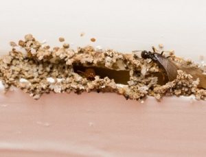 Termites fumigation services in Kenya Termites fumigation services in Kenya