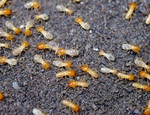 Termites control services in Nairobi Kenya