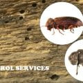 wood worm control services in Kenya