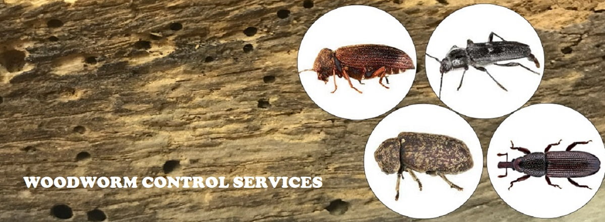wood worm control services in Kenya