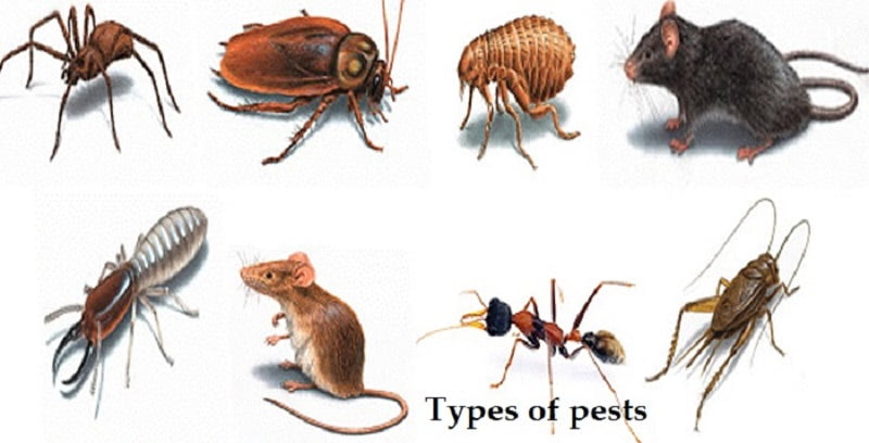types of pests in Kenya