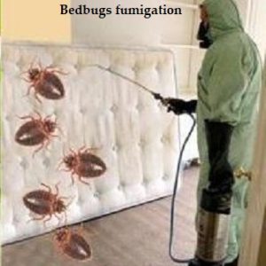 Bedbugs & getting rid of bedbugs in Kenya