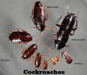 Cockroaches control in Nairobi Kenya