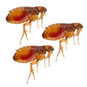 fleas control services in Kenya