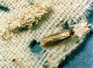 moths control services in Kenya moths control services in Kenya