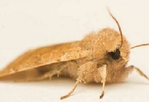 moth control services moth control services