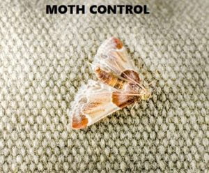 moths control services in Nairobi Kenya moths control services in Nairobi Kenya