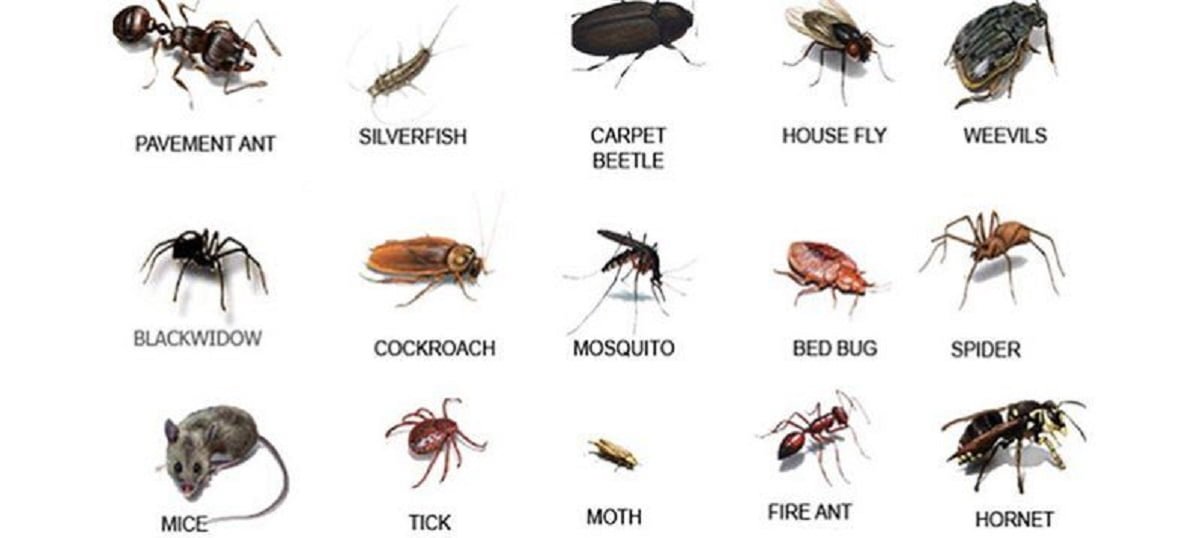 types of pest Kenya