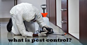 what is pest control Kenya?