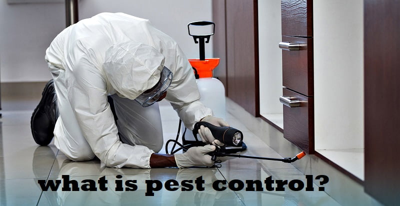 Pests, what is pest control? Pests, what is pest control?