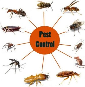 pest control in Nairobi Kenya? pest control in Nairobi Kenya?