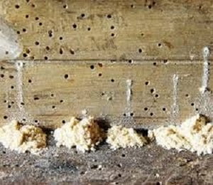 wood worm control services