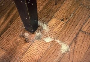 woodworm control services in Nairobi Kenya