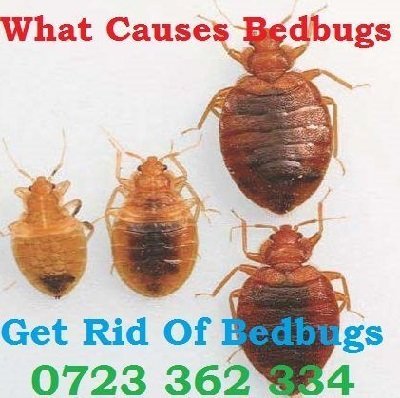 Nakuru fumigation services, pest control services in Nakuru