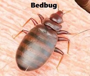 Bed bugs control