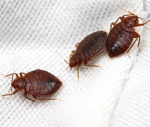 bedbugs control in Kenya