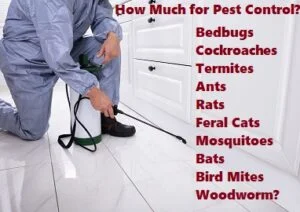 how much for pest control services Kenya?