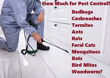 how much for pest control services Kenya? how much for pest control services Kenya?