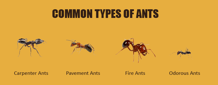 how to get rid of ants in Kenya?