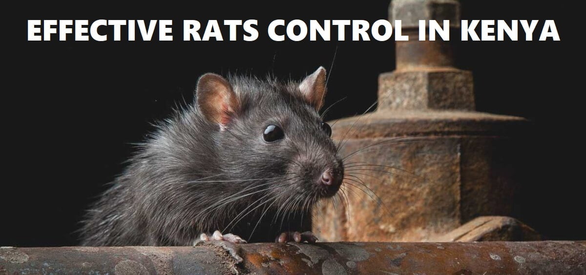 rats control