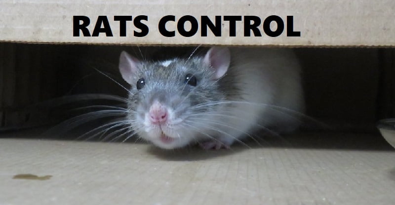 rats control in Kenya