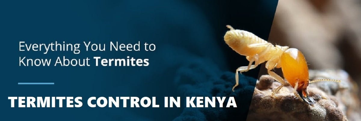 termites infestation control in Kenya