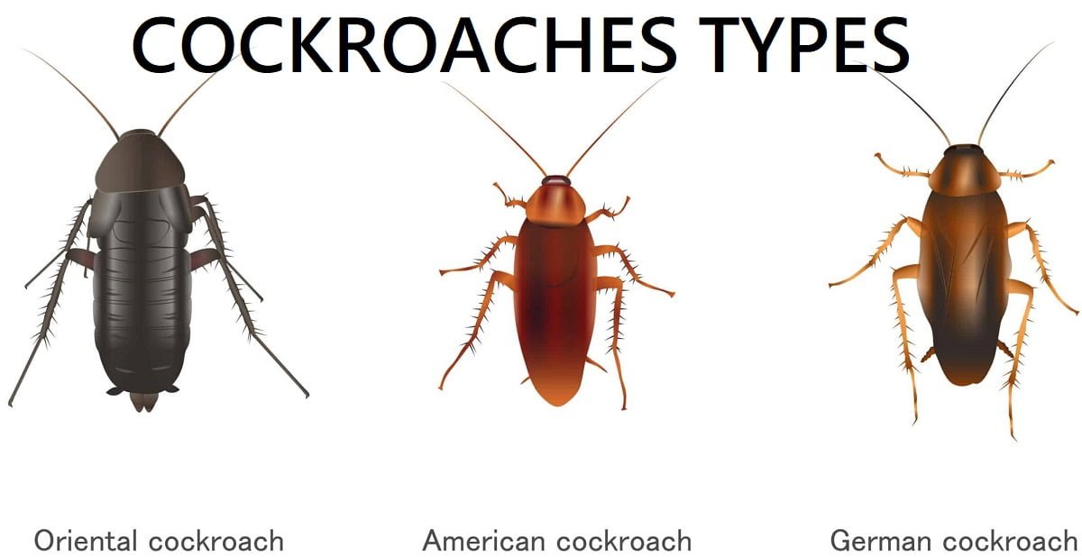 Cockroaches types