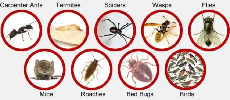 Fumigation and pest control in Egypt