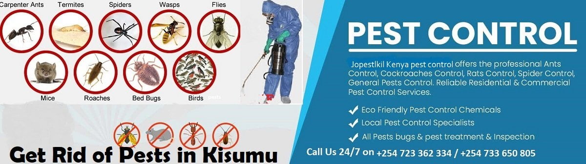How to get rid of pests in Kisumu