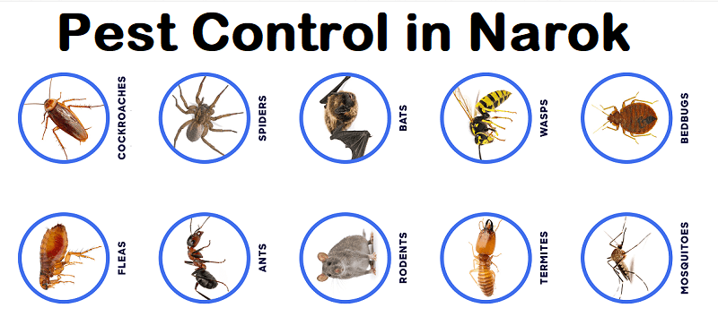 pest control in Narok pest control in Narok