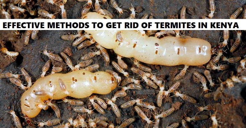 Termite effective termites control in Kenya Termite effective termites control in Kenya