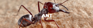 ant
