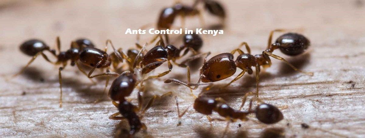 ants control Kenya
